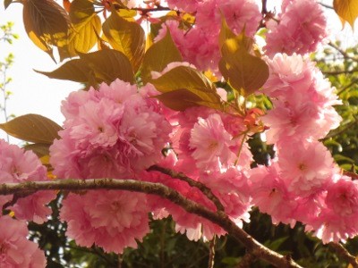 f:id:miyotya:20150418160306j:image f:id:miyotya:20150418160306j:image
