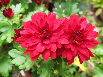 f:id:miyotya:20151031152257j:image