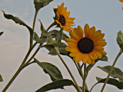 f:id:miyotya:20160812193149j:image