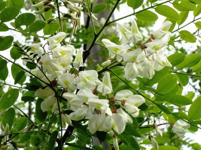 f:id:miyotya:20180426171746j:image