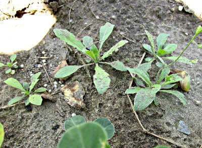 f:id:miyotya:20180708192632j:image f:id:miyotya:20180708192632j:image