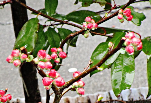 f:id:miyotya:20190304203450j:plain f:id:miyotya:20190304203450j:plain