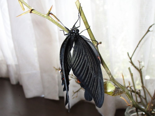 f:id:miyotya:20190328161337j:plain f:id:miyotya:20190328161337j:plain