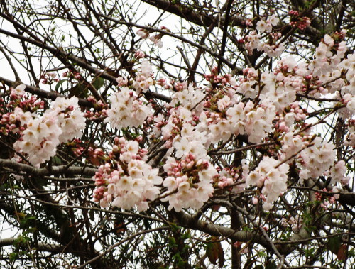 f:id:miyotya:20190329193553j:plain f:id:miyotya:20190329193553j:plain