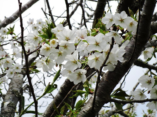 f:id:miyotya:20190331193118j:plain