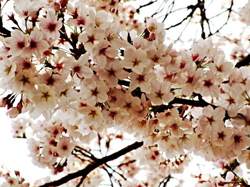 f:id:miyotya:20190407172355j:plain f:id:miyotya:20190407172355j:plain