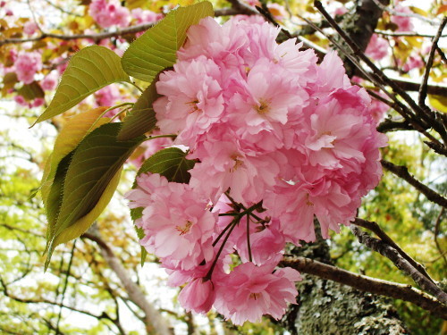 f:id:miyotya:20190423162546j:plain