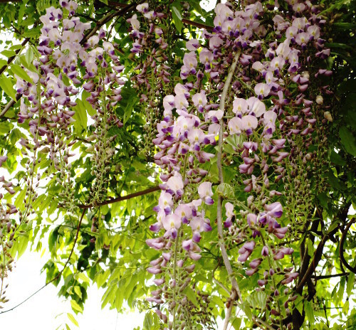 f:id:miyotya:20190429162746j:plain f:id:miyotya:20190429162746j:plain