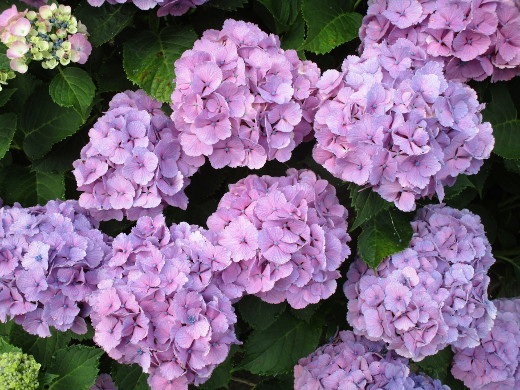 f:id:miyotya:20190626202215j:plain f:id:miyotya:20190626202215j:plain