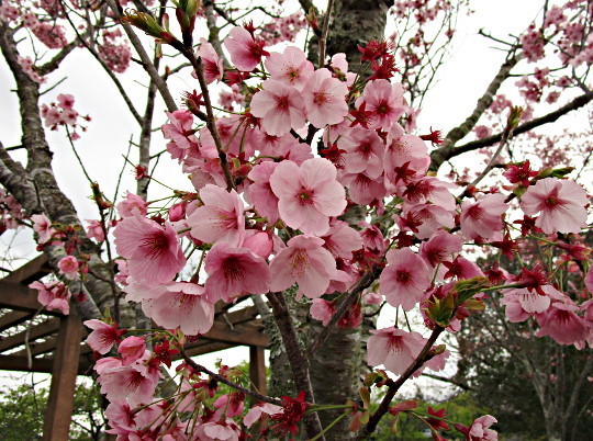 f:id:miyotya:20200327210256j:plain f:id:miyotya:20200327210256j:plain