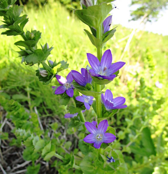 f:id:miyotya:20200529181641j:plain f:id:miyotya:20200529181641j:plain