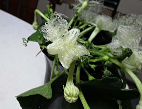 f:id:miyotya:20200721152623j:plain f:id:miyotya:20200721152623j:plain