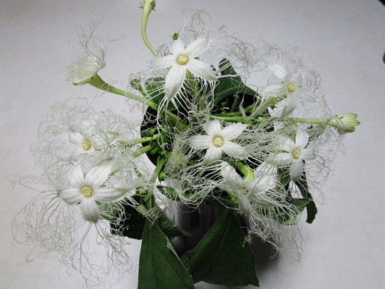 f:id:miyotya:20200721153424j:plain f:id:miyotya:20200721153424j:plain