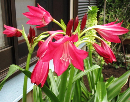 f:id:miyotya:20200726154653j:plain