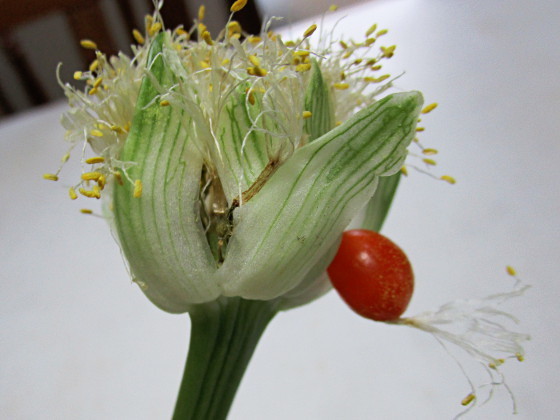桃花マユハケオモト(小さい増殖芽が出ています) ピンクマユハケオモト