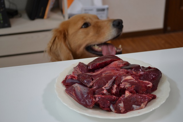 f:id:miyudora-pet:20190207135036j:plain f:id:miyudora-pet:20190207135036j:plain