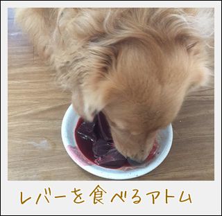 f:id:miyudora-pet:20190208140407j:plain f:id:miyudora-pet:20190208140407j:plain