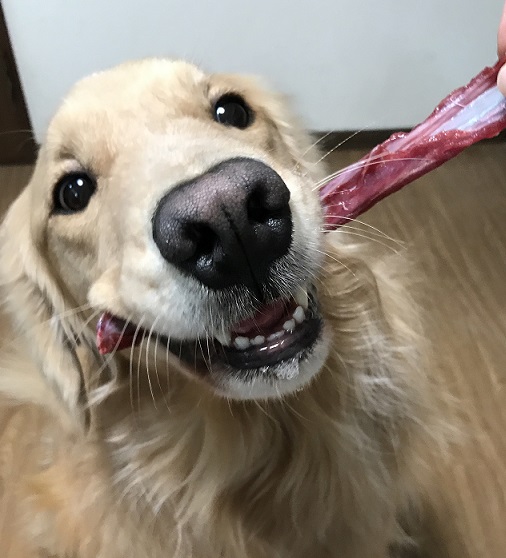 f:id:miyudora-pet:20190208143759j:plain f:id:miyudora-pet:20190208143759j:plain