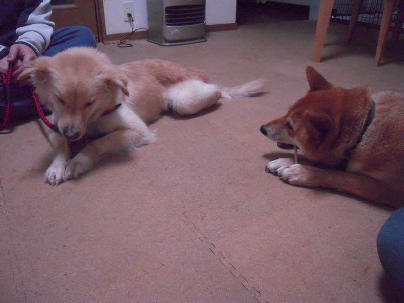 f:id:miyuki04:20100225220256j:image:w400 f:id:miyuki04:20100225220256j:image:w400