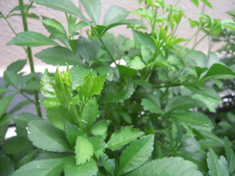 f:id:miyuki04:20100513173245j:image:w400