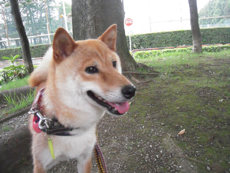 f:id:miyuki04:20100703183833j:image:w400