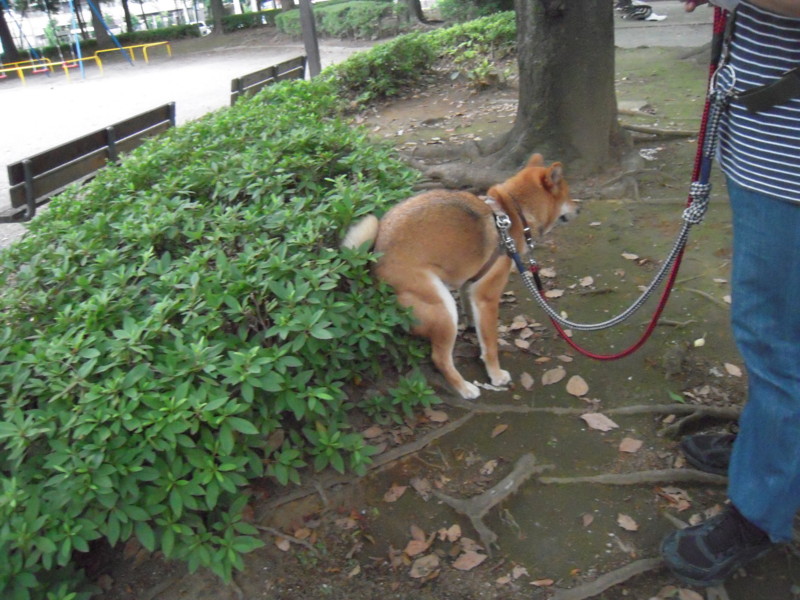 f:id:miyuki04:20100703183915j:image:w400