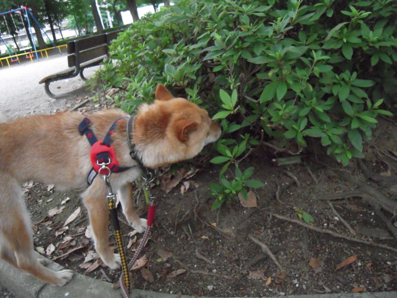 f:id:miyuki04:20100703183945j:image:w400