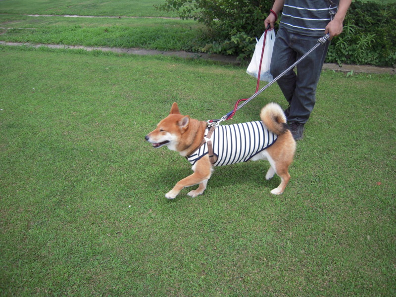 f:id:miyuki04:20100717104827j:image:w400 f:id:miyuki04:20100717104827j:image:w400