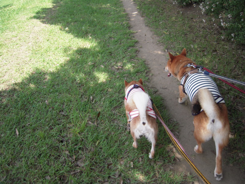 f:id:miyuki04:20100717105654j:image:w400 f:id:miyuki04:20100717105654j:image:w400