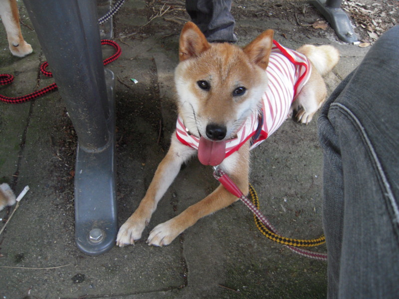 f:id:miyuki04:20100717111140j:image:w400 f:id:miyuki04:20100717111140j:image:w400