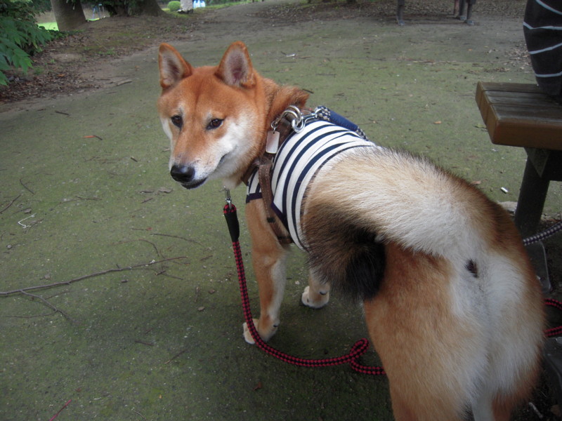 f:id:miyuki04:20100717111200j:image:w400 f:id:miyuki04:20100717111200j:image:w400