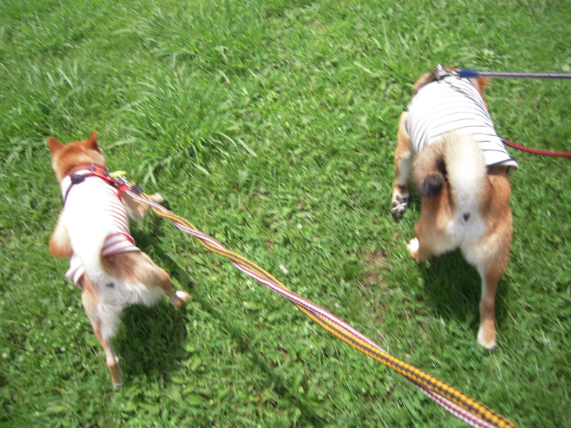 f:id:miyuki04:20100717113052j:image:w400 f:id:miyuki04:20100717113052j:image:w400