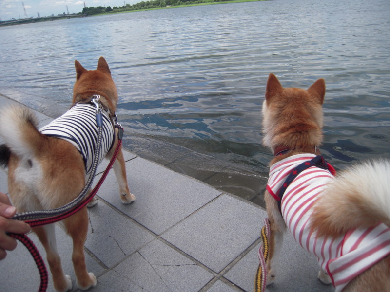 f:id:miyuki04:20100717113416j:image:w400 f:id:miyuki04:20100717113416j:image:w400