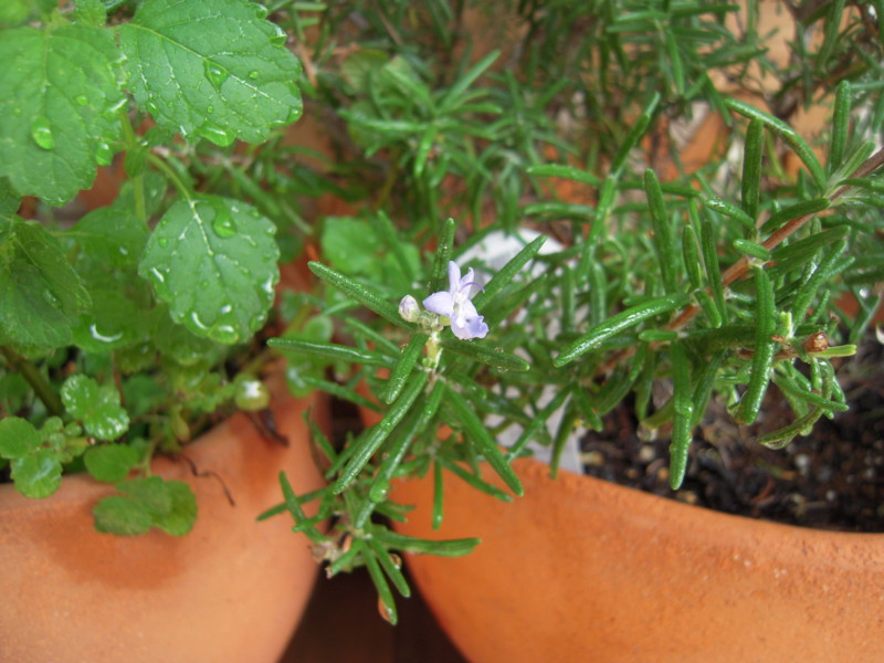 f:id:miyuki04:20100720080200j:image