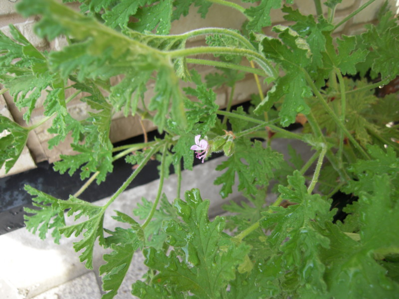 f:id:miyuki04:20100720080228j:image