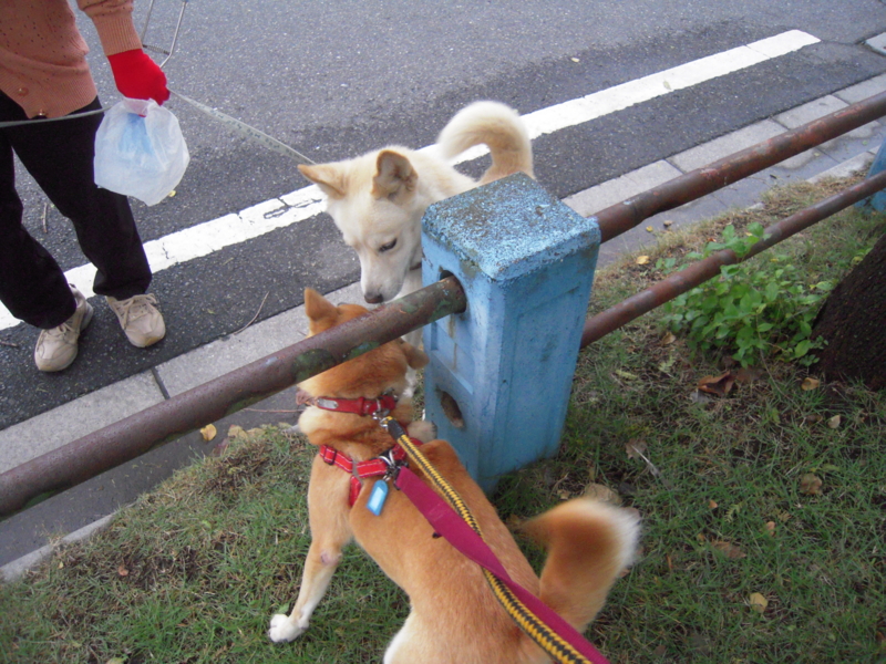 f:id:miyuki1967:20101029070230j:image:w400