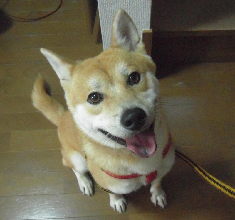 f:id:miyuki1967:20101118115932j:image