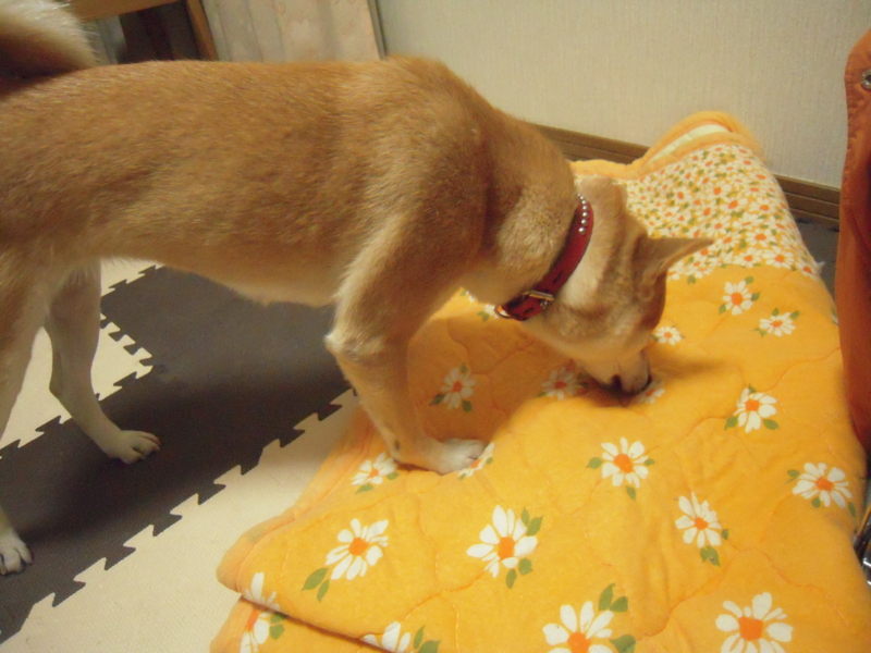 f:id:miyuki1967:20101214065046j:image:w400