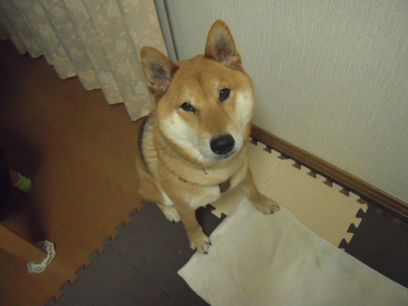 f:id:miyuki1967:20110203201311j:image:w400 f:id:miyuki1967:20110203201311j:image:w400