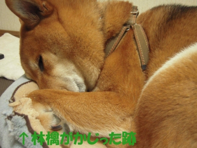 f:id:miyuki1967:20110210112514j:image