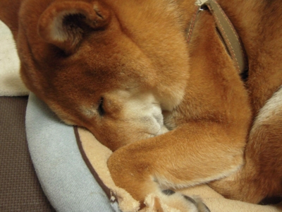 f:id:miyuki1967:20110210112545j:image