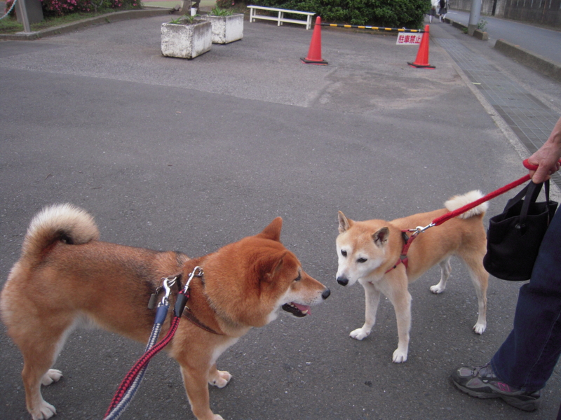 f:id:miyuki1967:20110607183304j:image:w400