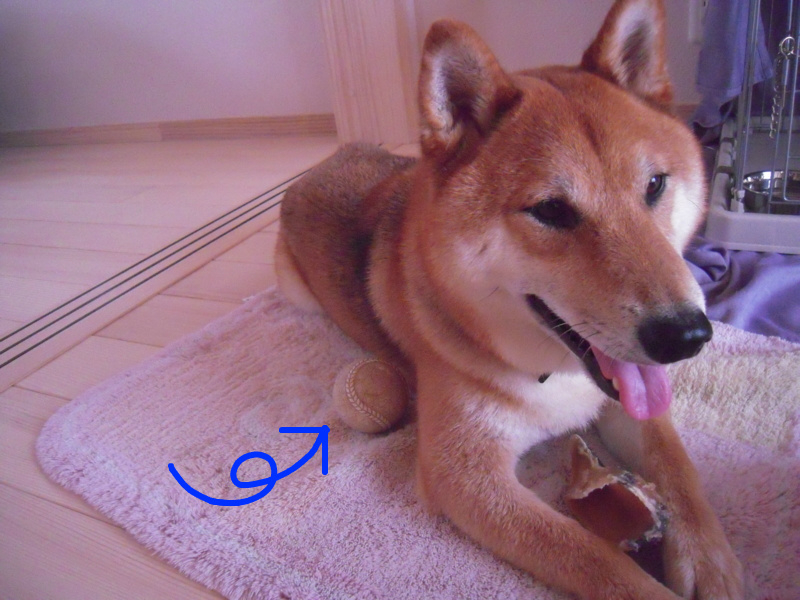 f:id:miyuki1967:20110621081051j:image:w400