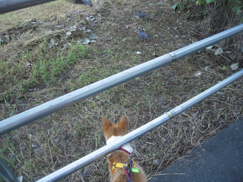 f:id:miyuki1967:20110622070151j:image:w400