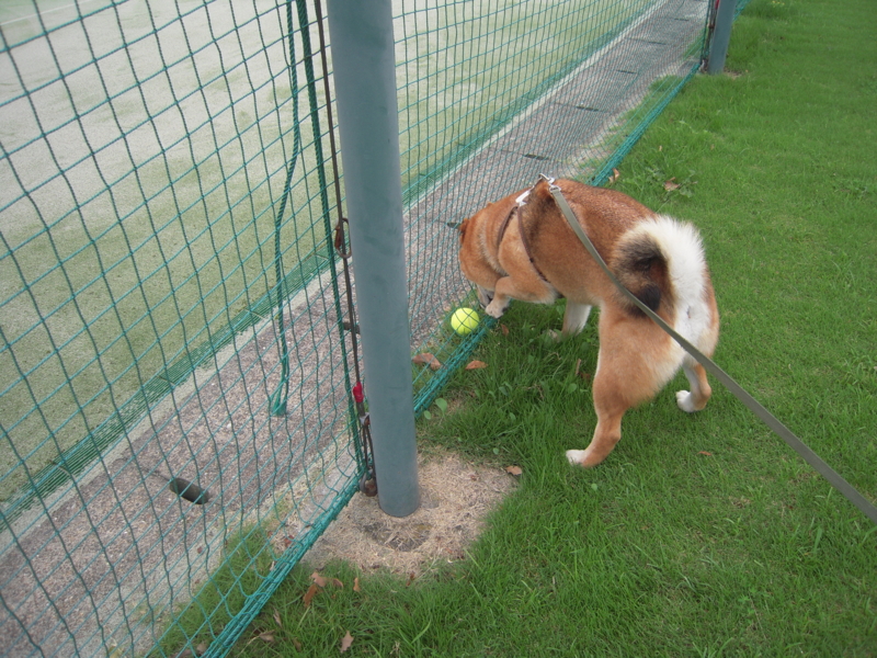 f:id:miyuki1967:20110626113318j:image:w400