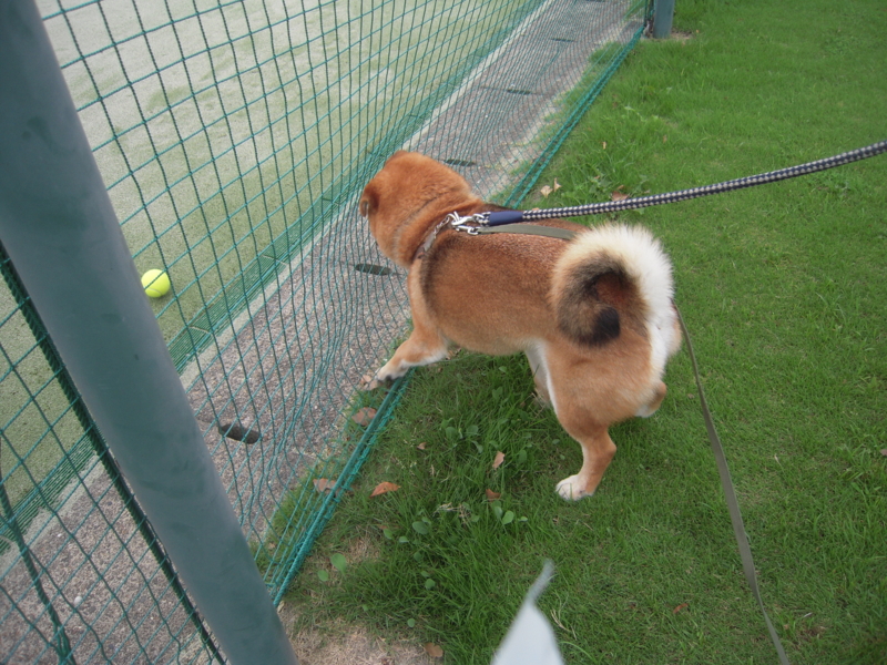 f:id:miyuki1967:20110626113429j:image:w400