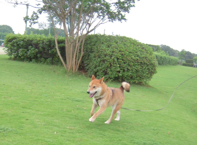 f:id:miyuki1967:20110627101545j:image:w400