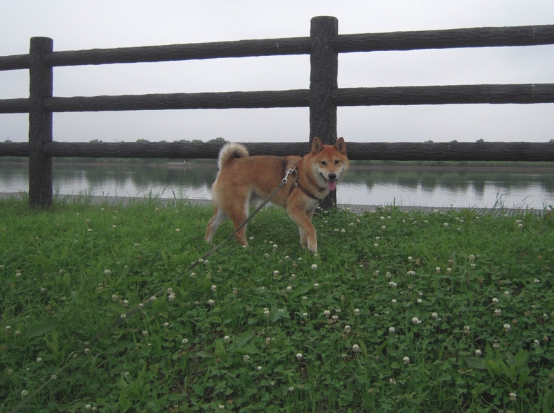 f:id:miyuki1967:20110627101553j:image:w400