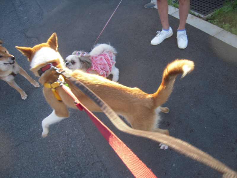 f:id:miyuki1967:20110711062005j:image:w400