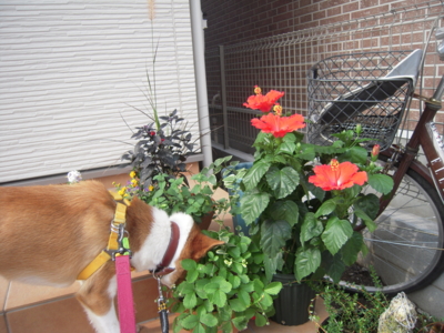 f:id:miyuki1967:20110816082915j:image